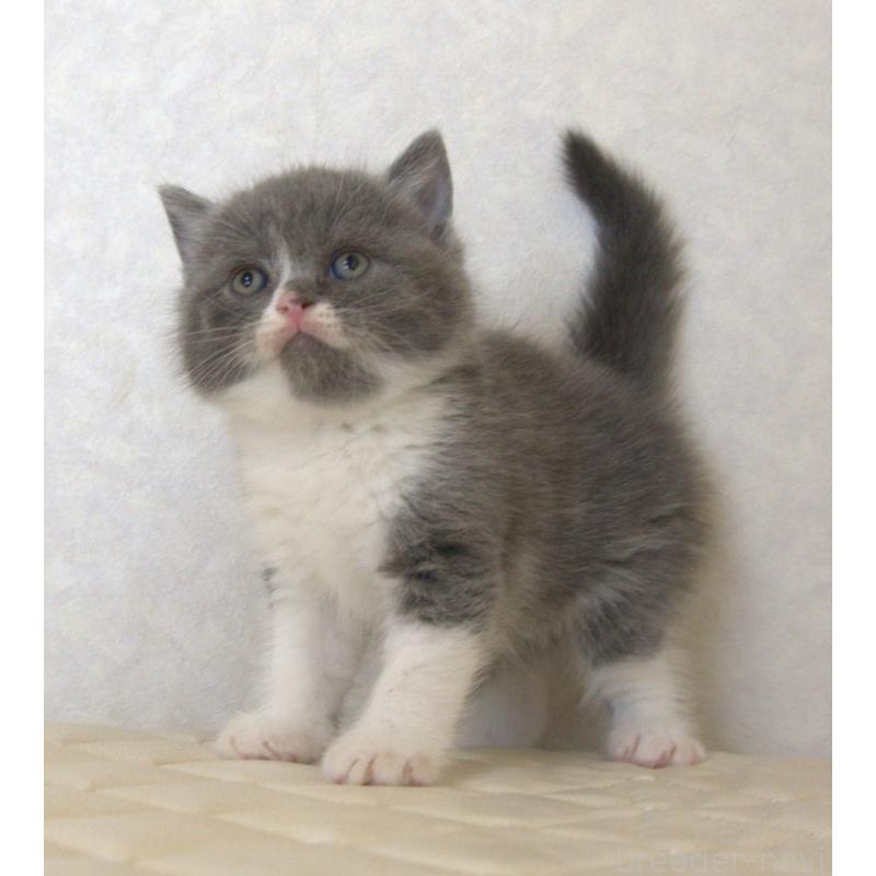 販売中の静岡県のブリティッシュショートヘア-129203の16枚目