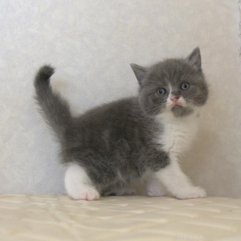 販売中の静岡県のブリティッシュショートヘア-129203の15枚目