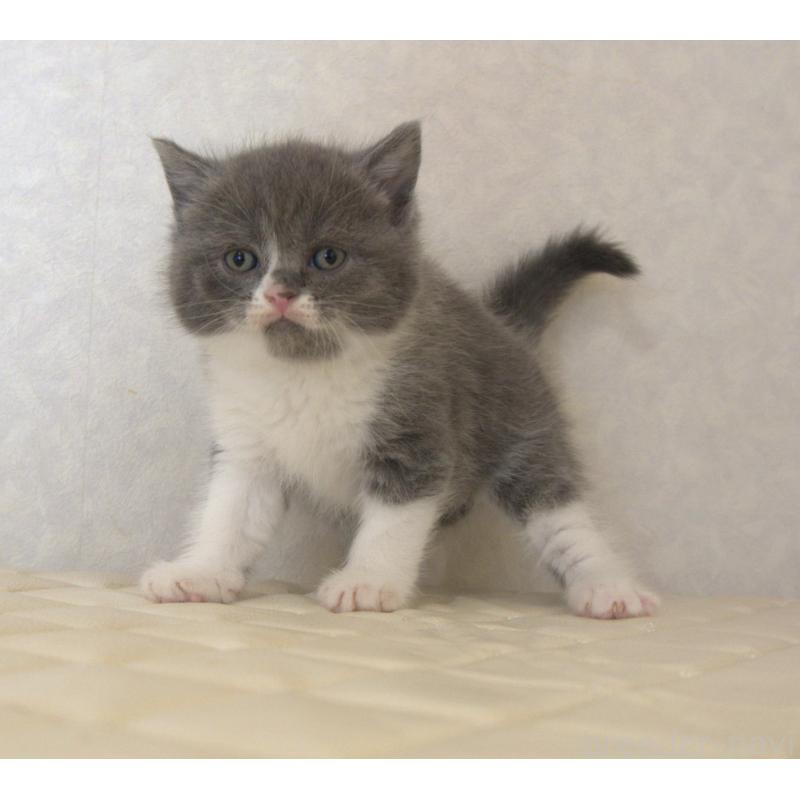 販売中の静岡県のブリティッシュショートヘア-129203の14枚目