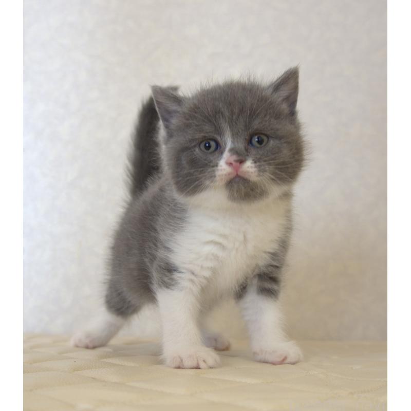 販売中の静岡県のブリティッシュショートヘア-129203