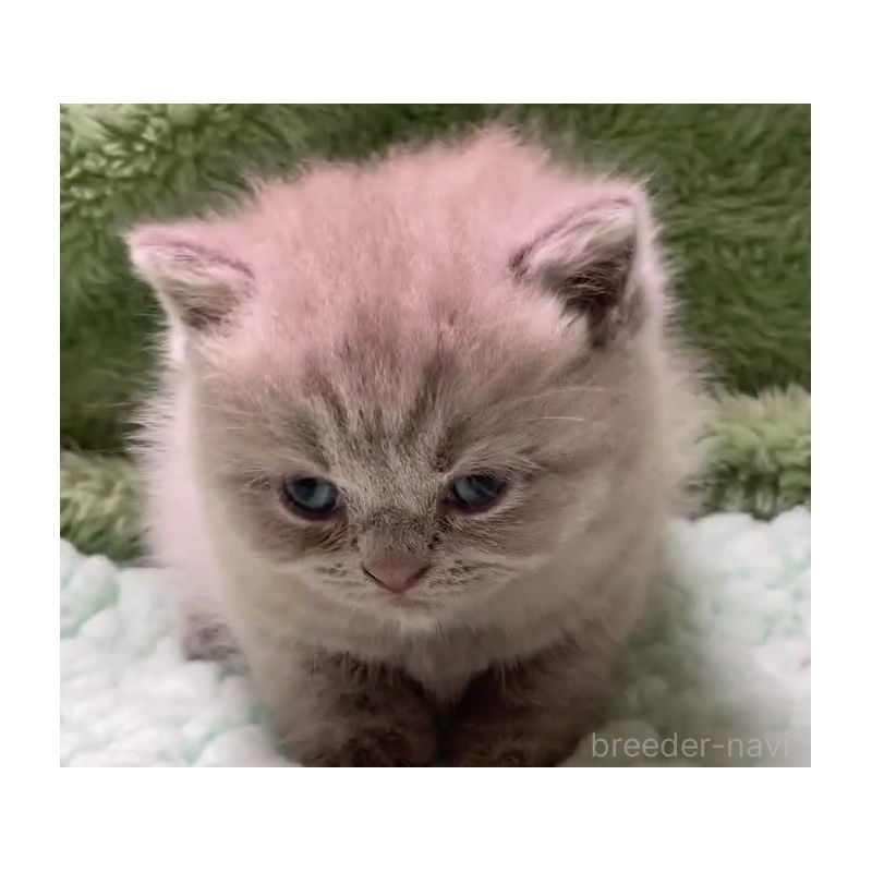 販売中の滋賀県のブリティッシュショートヘア-130526の6枚目