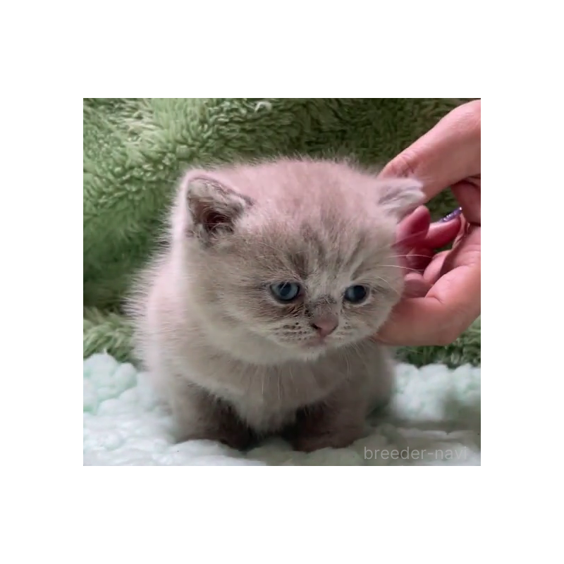 販売中の滋賀県のブリティッシュショートヘア-130526の5枚目