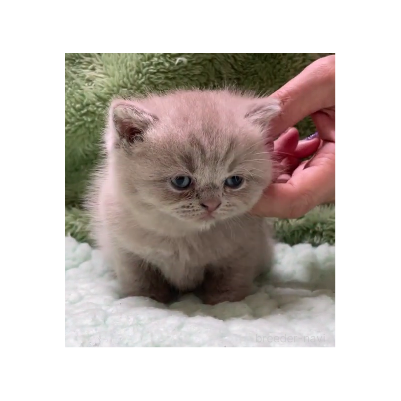 販売中の滋賀県のブリティッシュショートヘア-130526の4枚目