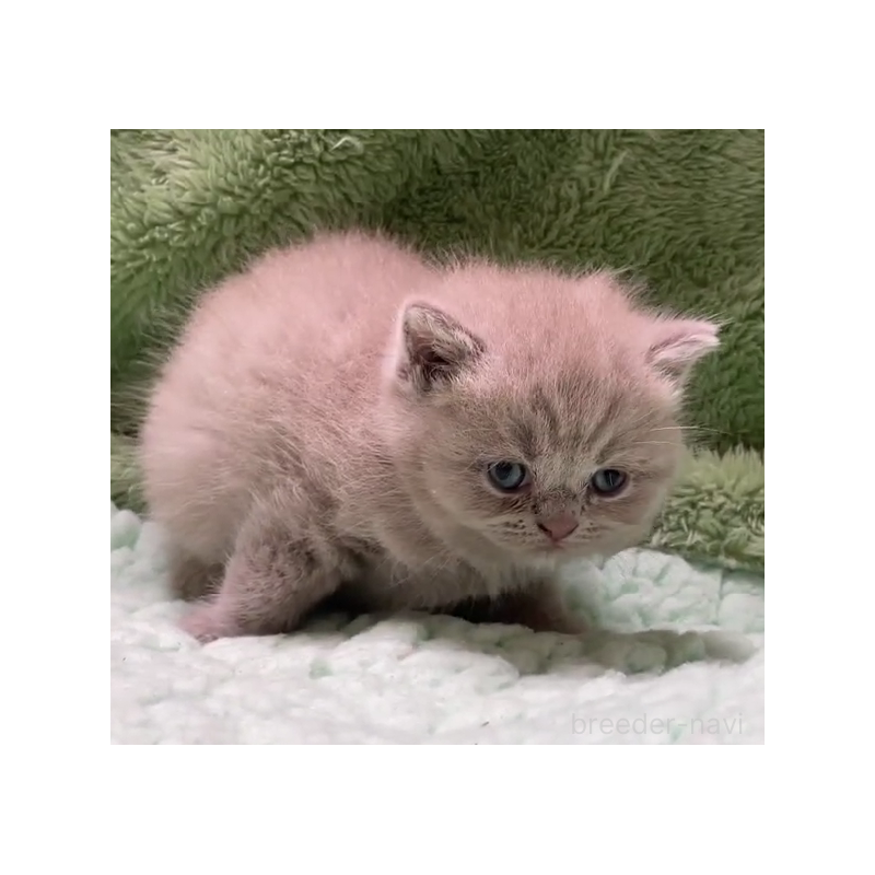 販売中の滋賀県のブリティッシュショートヘア-130526の3枚目