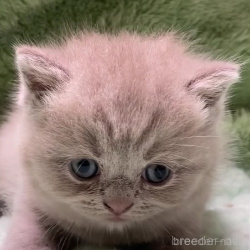 販売中の滋賀県のブリティッシュショートヘア-130526の1枚目