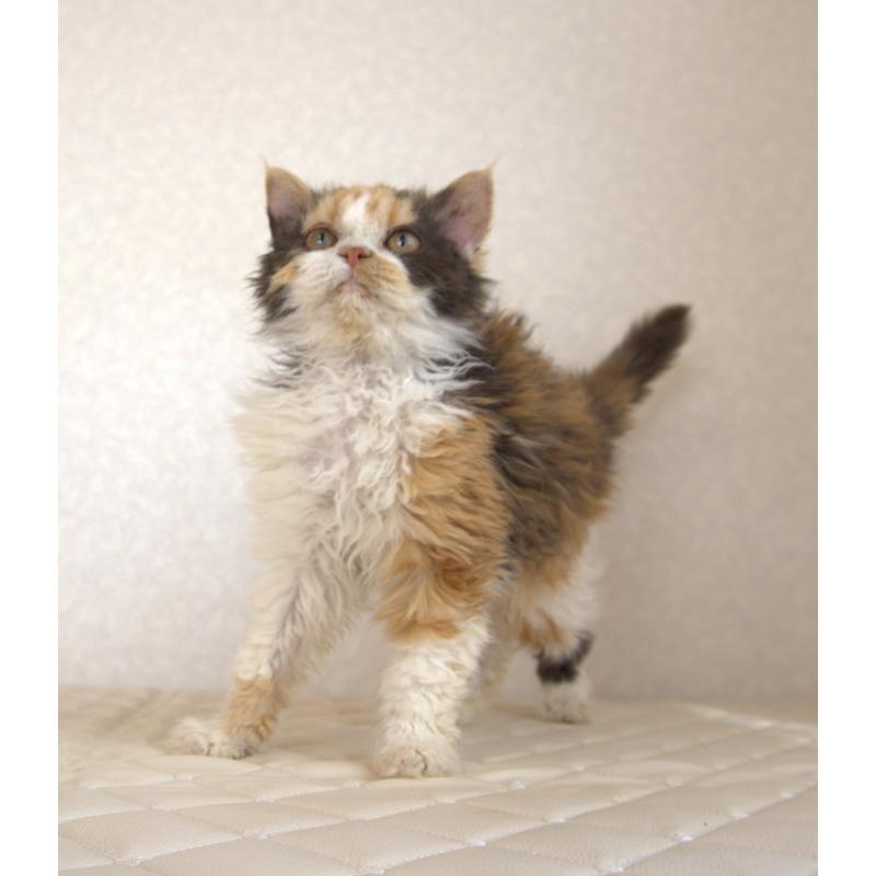 販売中の静岡県のセルカークレックス-122027の14枚目