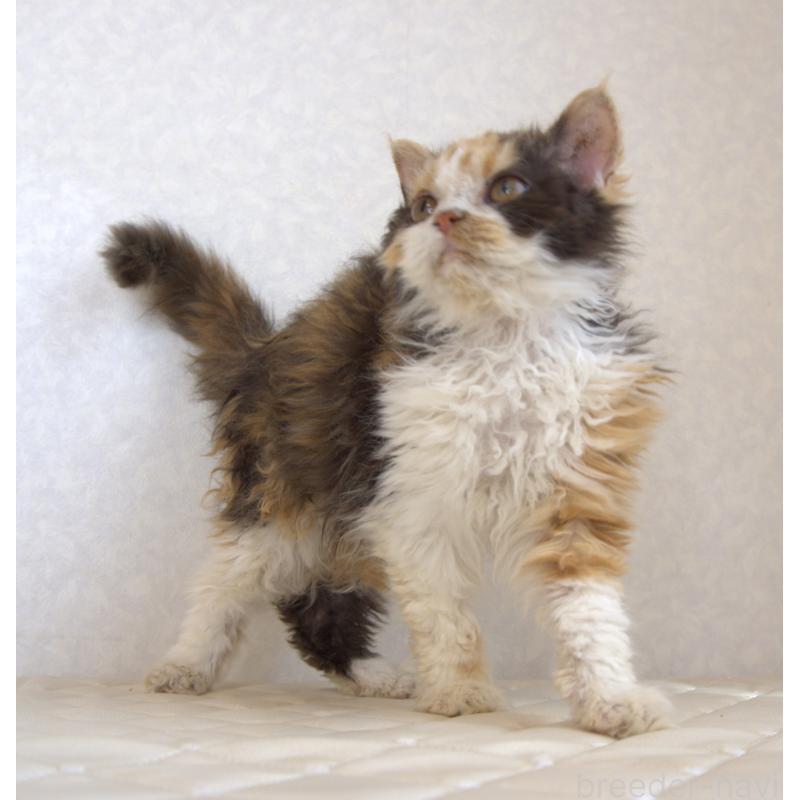 販売中の静岡県のセルカークレックス-122027の13枚目