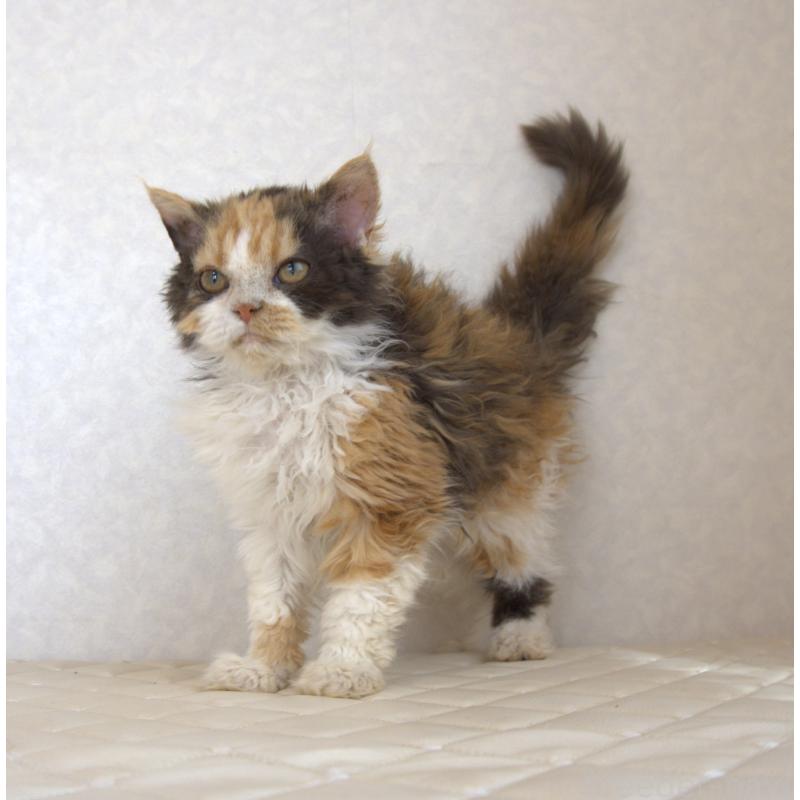 販売中の静岡県のセルカークレックス-122027の12枚目