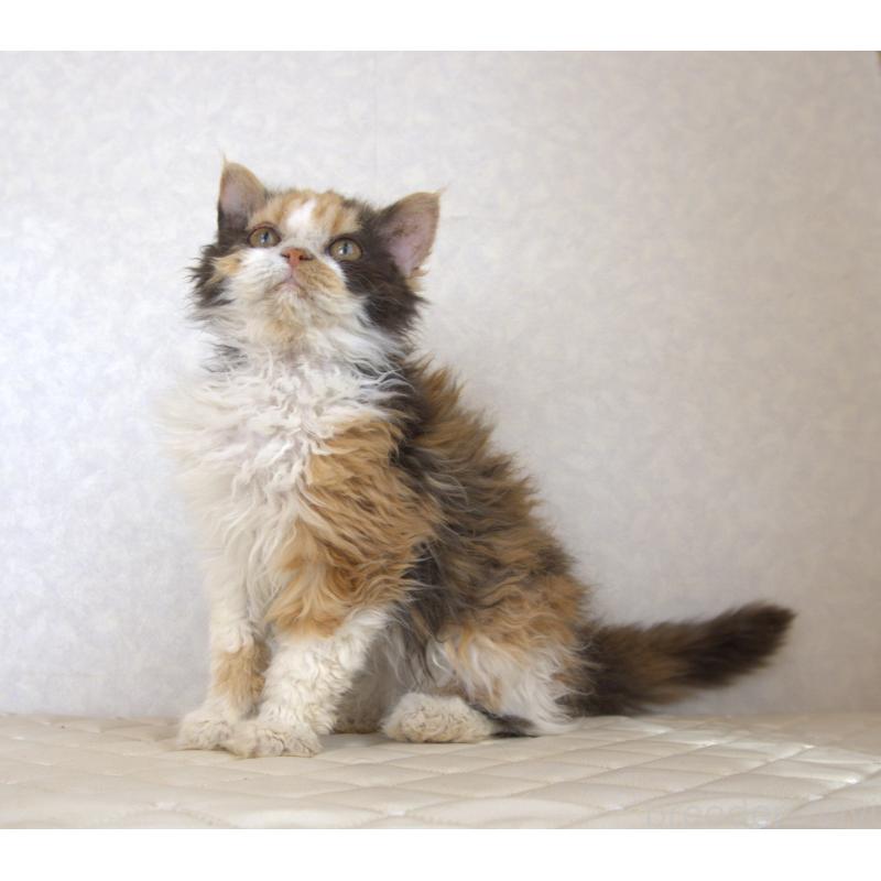 販売中の静岡県のセルカークレックス-122027の11枚目