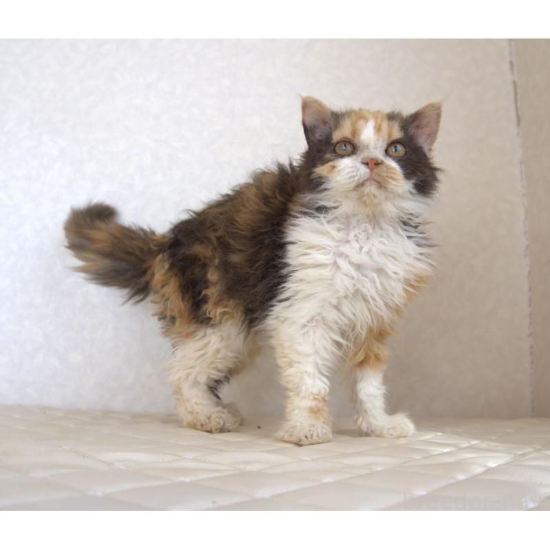 販売中の静岡県のセルカークレックス-122027の10枚目