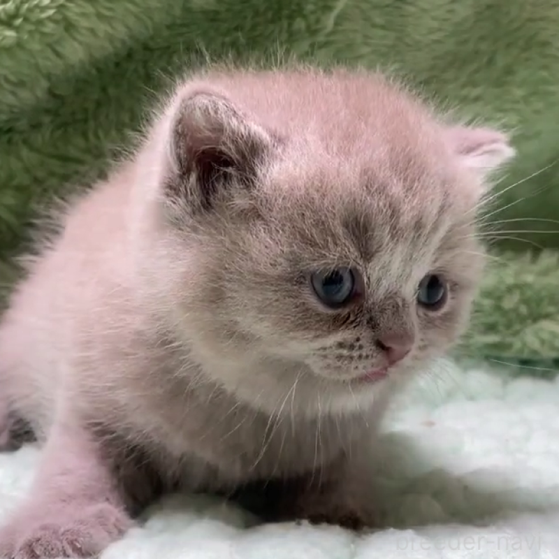 販売中の滋賀県のブリティッシュショートヘア-130526の2枚目