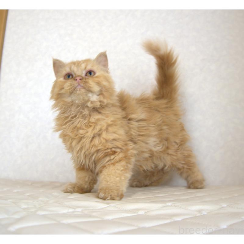 販売中の静岡県のセルカークレックス-122032の11枚目