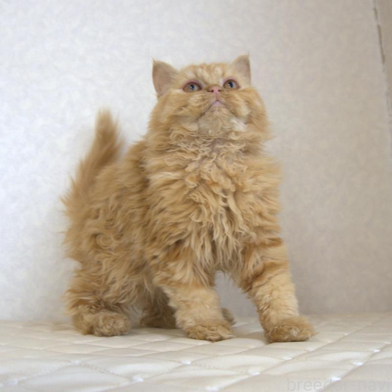 販売中の静岡県のセルカークレックス-122032の10枚目