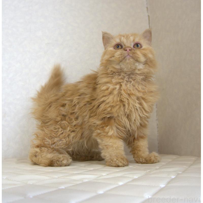 販売中の静岡県のセルカークレックス-122032の9枚目