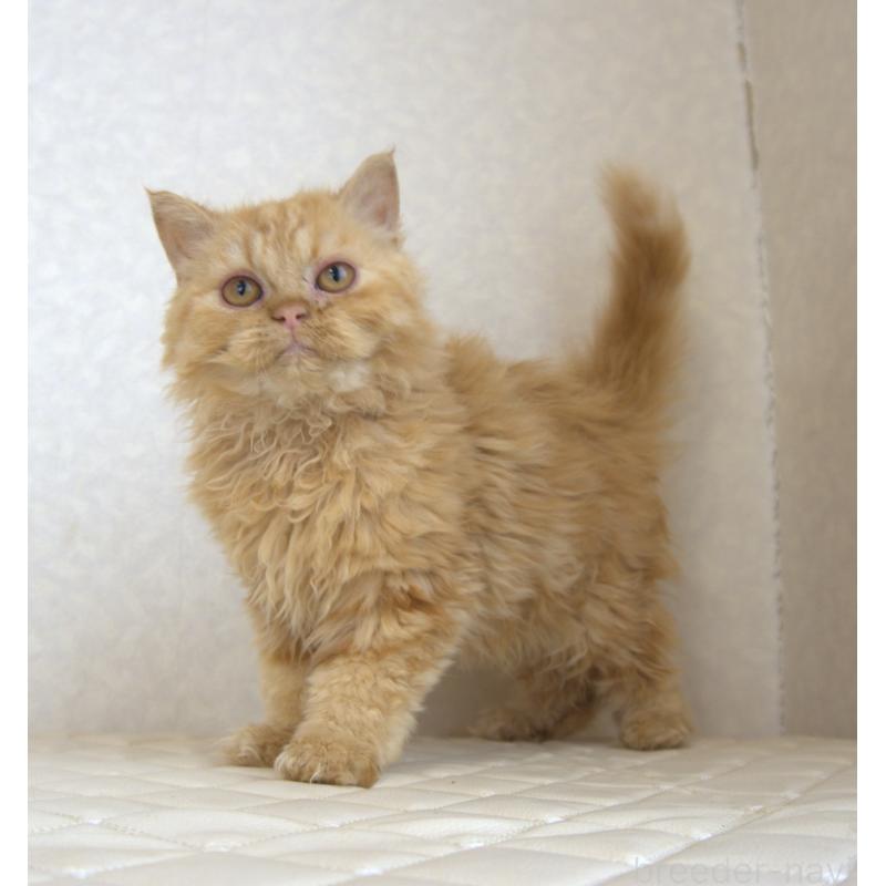 販売中の静岡県のセルカークレックス-122032の8枚目