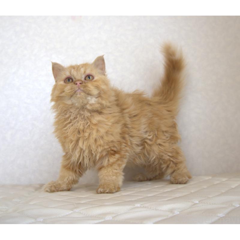 販売中の静岡県のセルカークレックス-122032の7枚目