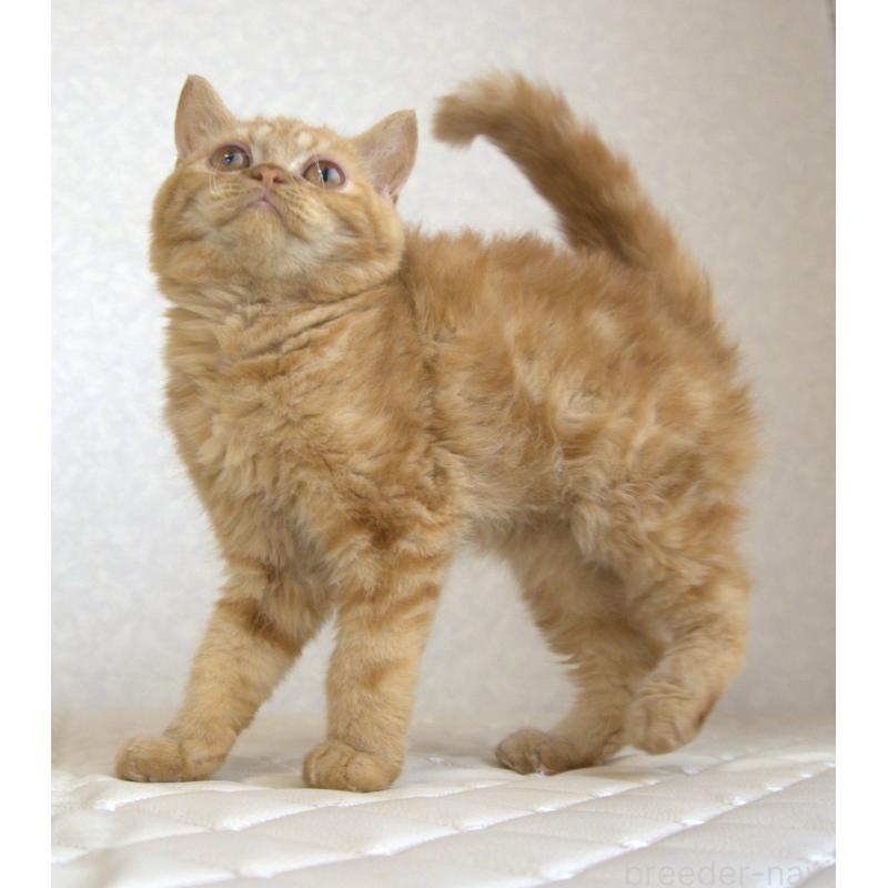 販売中の静岡県のセルカークレックス-122030の14枚目