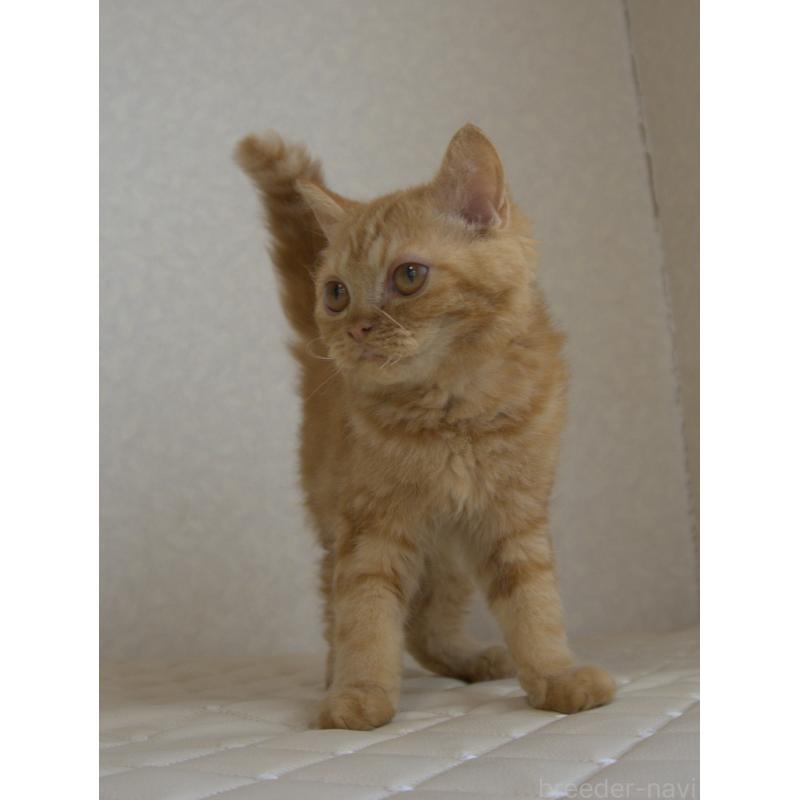 販売中の静岡県のセルカークレックス-122030の13枚目