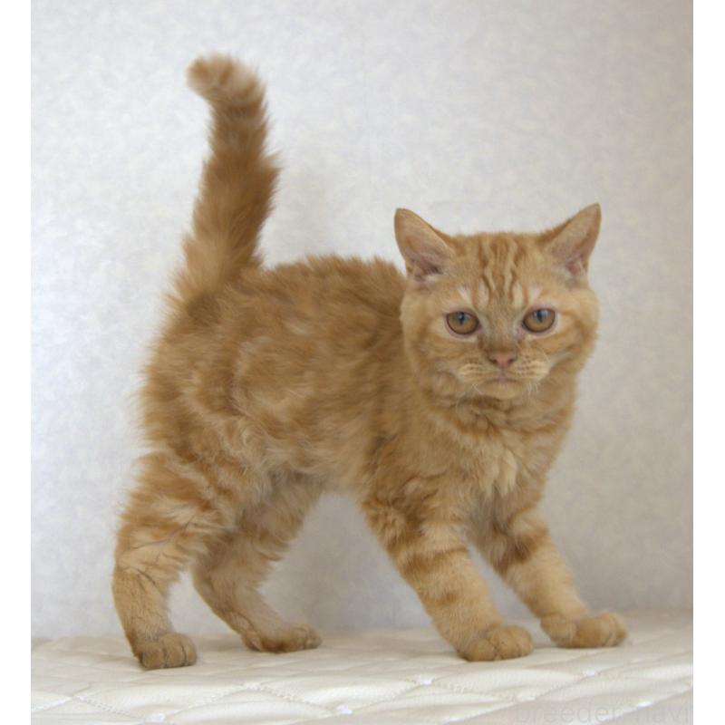 販売中の静岡県のセルカークレックス-122030の12枚目