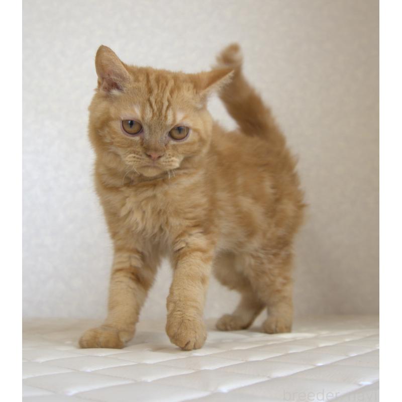 販売中の静岡県のセルカークレックス-122030