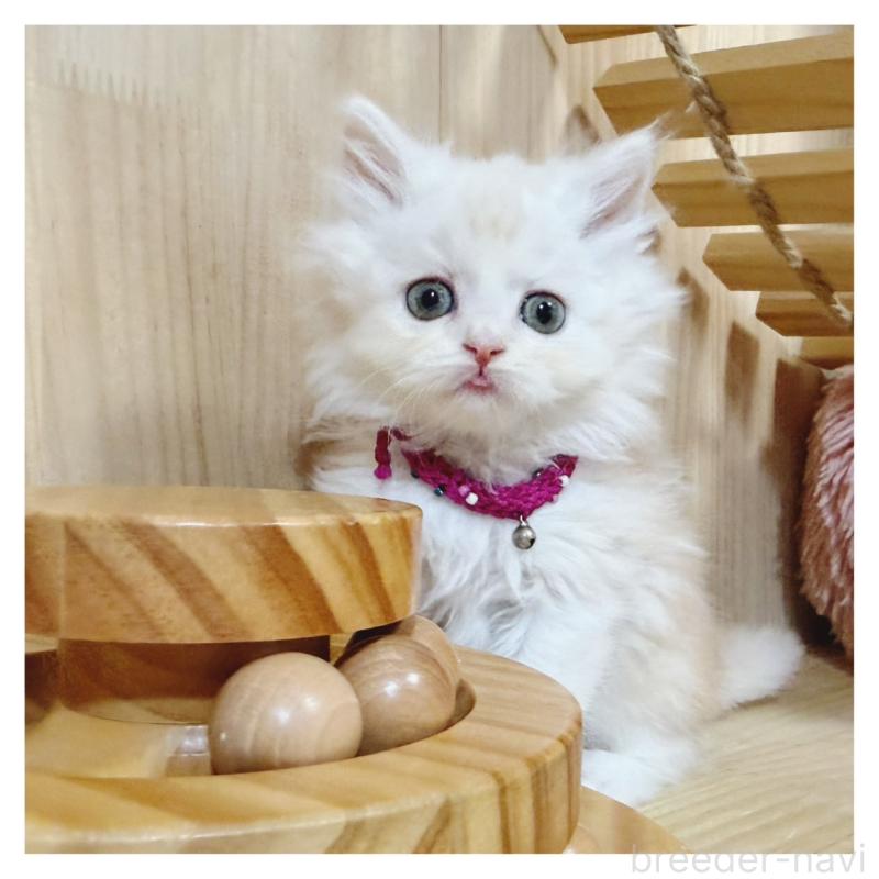 販売中の長野県のミヌエット-130527の7枚目