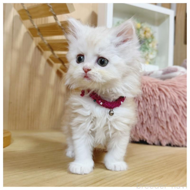 販売中の長野県のミヌエット-130527の6枚目