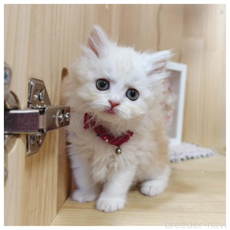 販売中の長野県のミヌエット-130527