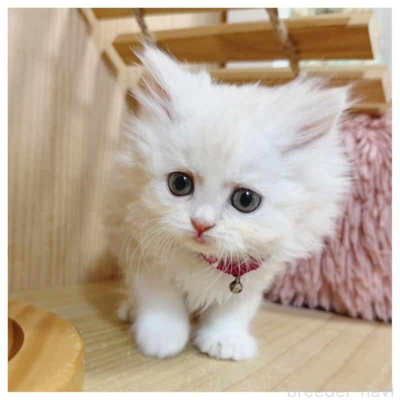 販売中の長野県のミヌエット-130527の5枚目