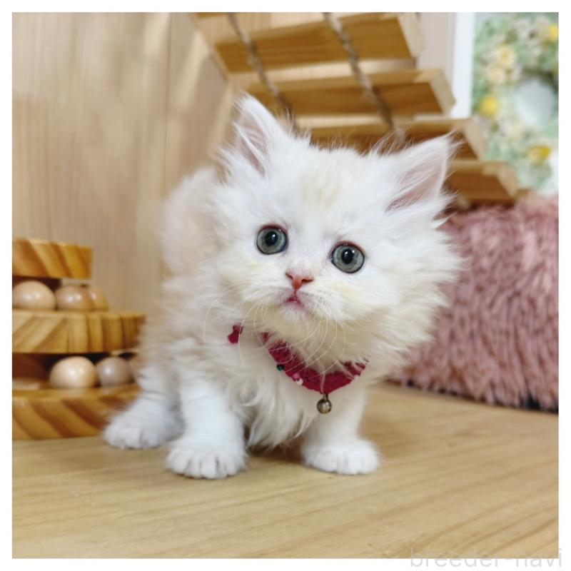 販売中の長野県のミヌエット-130527の4枚目