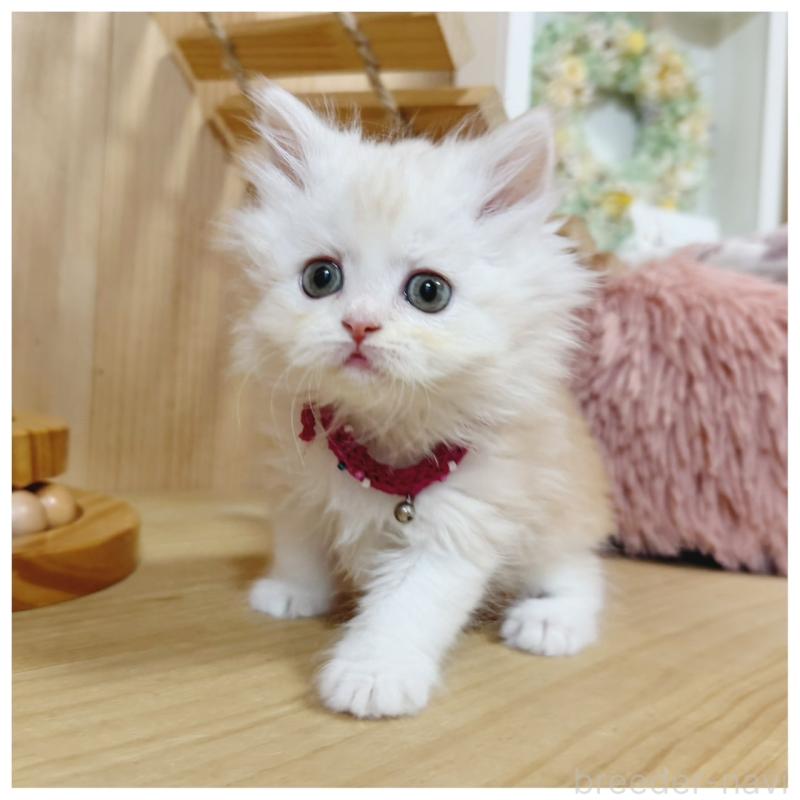 販売中の長野県のミヌエット-130527の3枚目