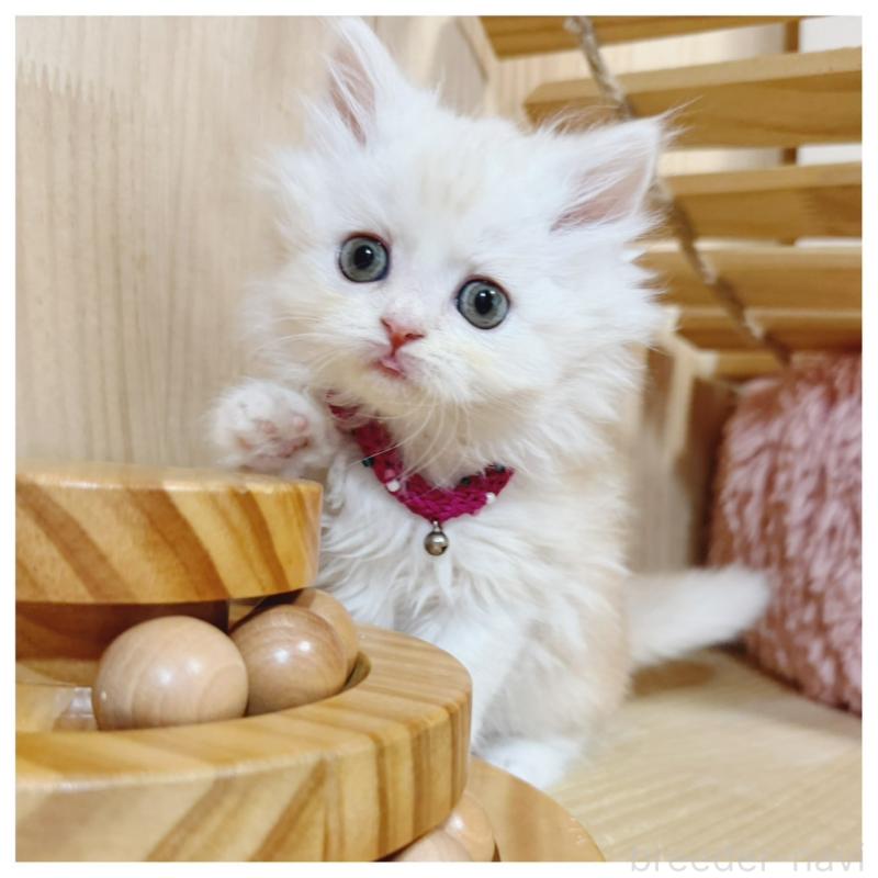 販売中の長野県のミヌエット-130527の2枚目