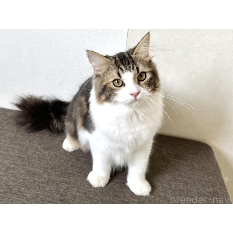 成約済の千葉県のラガマフィン-120071の15枚目