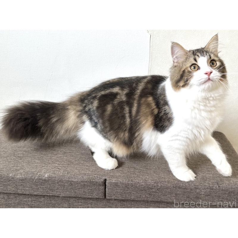 成約済の千葉県のラガマフィン-120071の14枚目