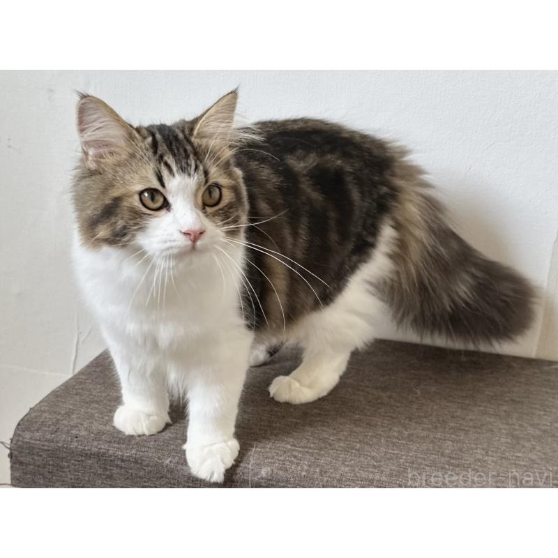 成約済の千葉県のラガマフィン-120071の13枚目