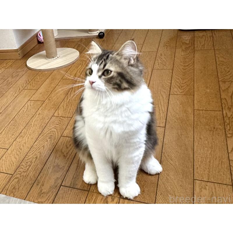 成約済の千葉県のラガマフィン-120071の12枚目