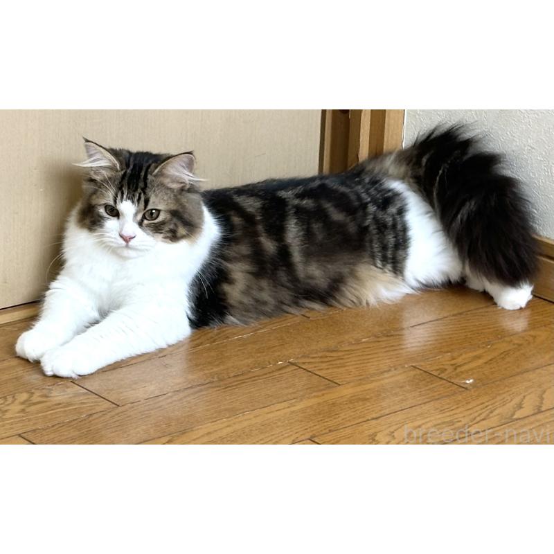 成約済の千葉県のラガマフィン-120071の11枚目