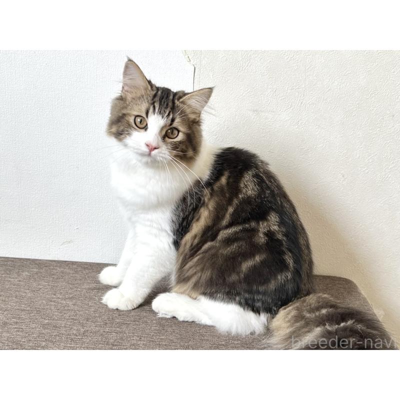 成約済の千葉県のラガマフィン-120071の10枚目