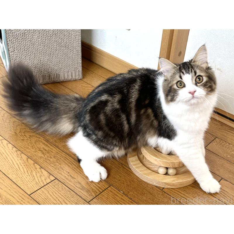 成約済の千葉県のラガマフィン-120071の9枚目