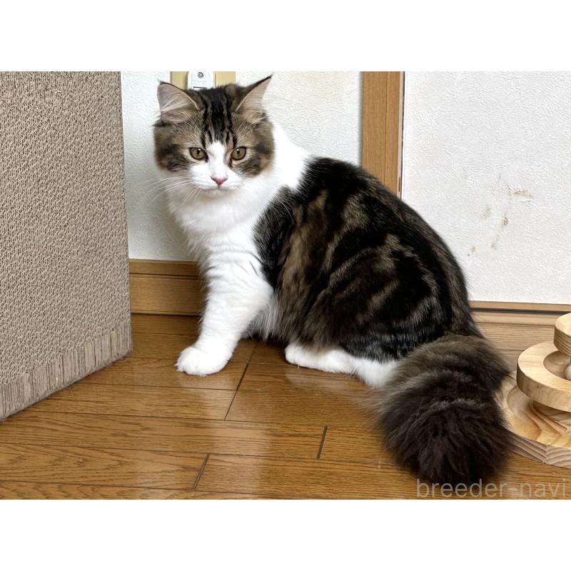 成約済の千葉県のラガマフィン-120071の8枚目