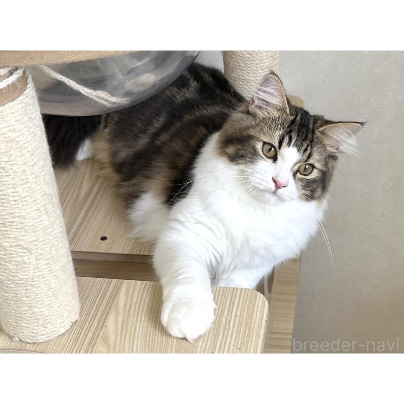 成約済の千葉県のラガマフィン-120071の7枚目