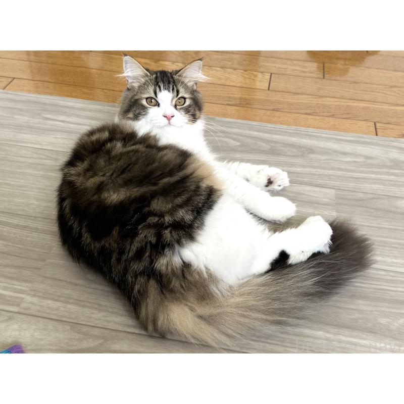 成約済の千葉県のラガマフィン-120071の5枚目