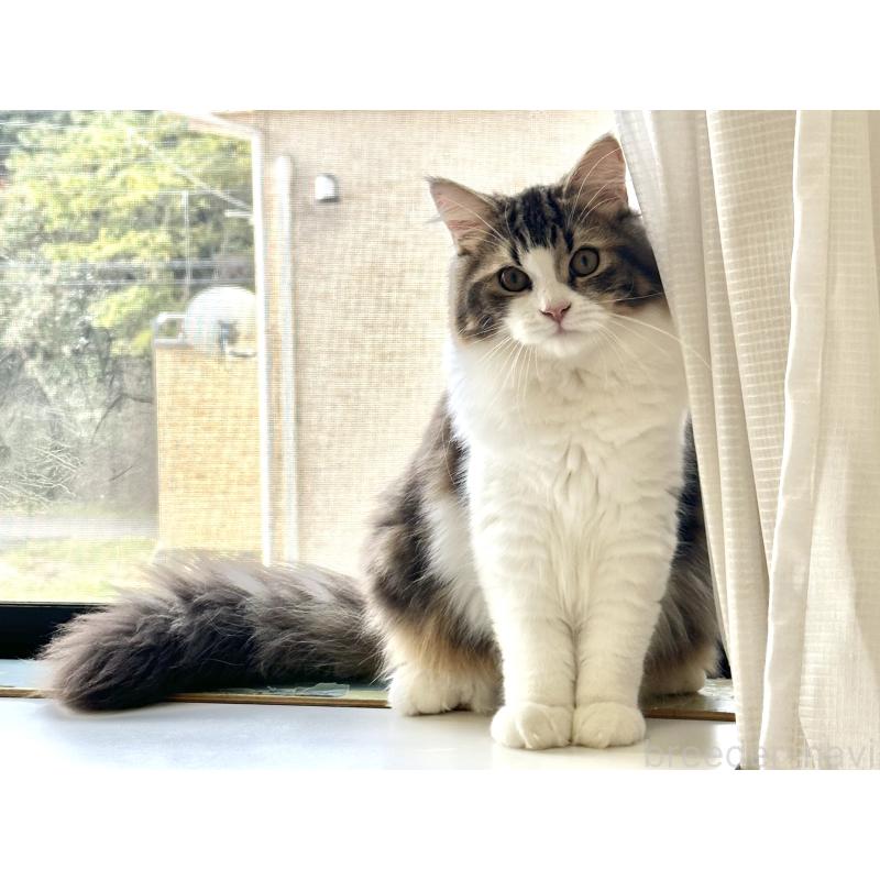 成約済の千葉県のラガマフィン-120071の4枚目