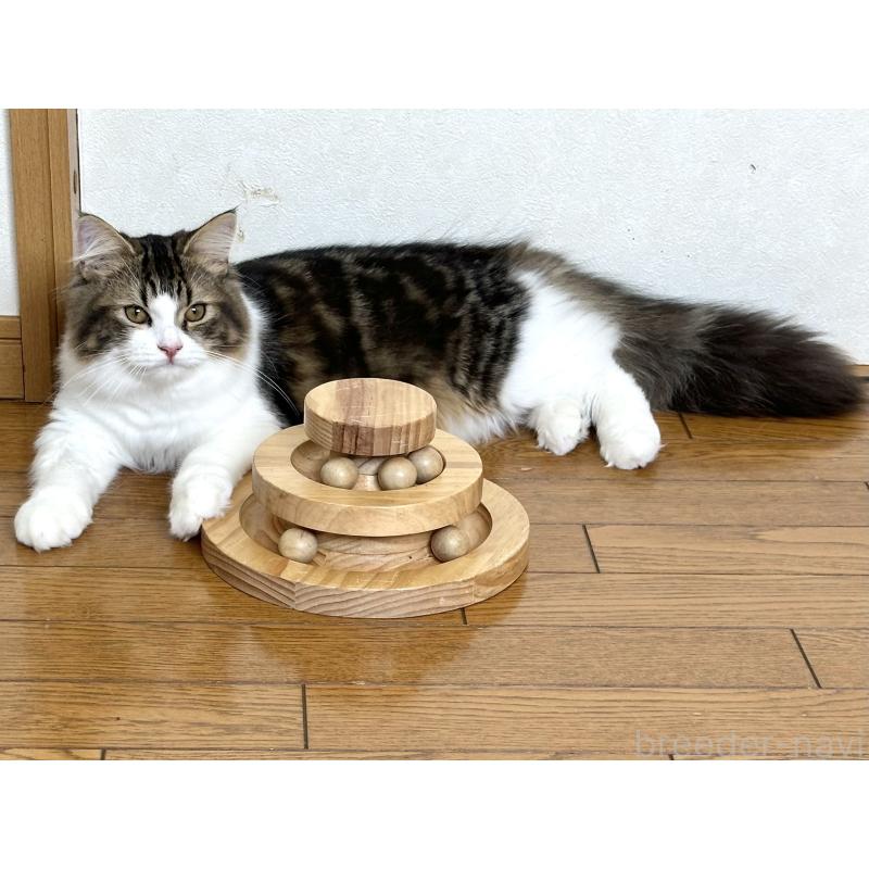 成約済の千葉県のラガマフィン-120071の3枚目