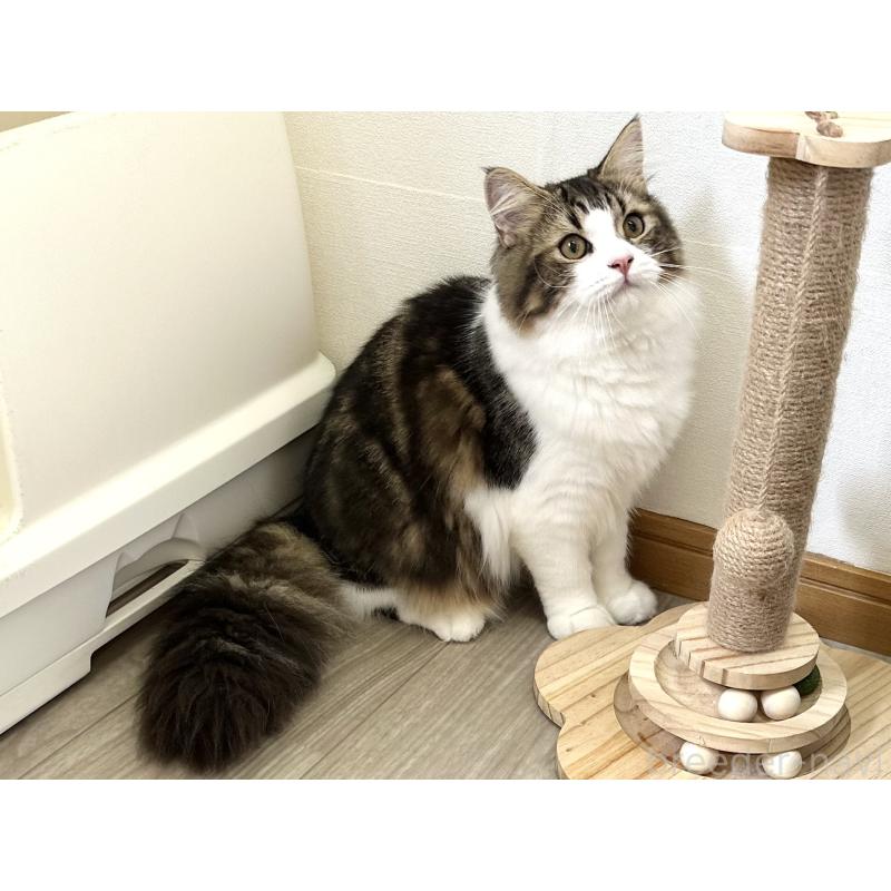 成約済の千葉県のラガマフィン-120071の2枚目