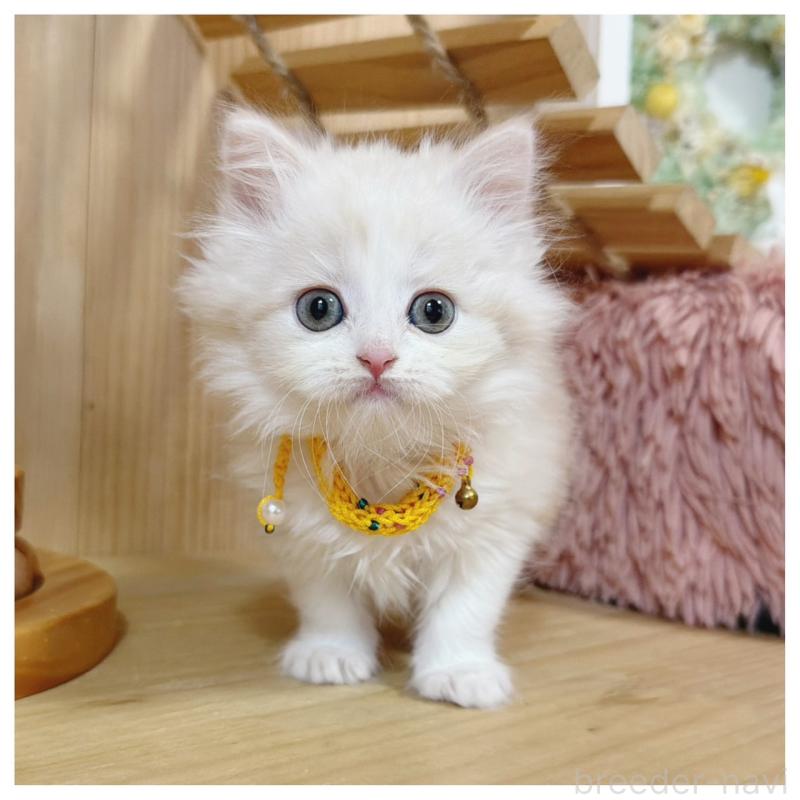 販売中の長野県のミヌエット-130528の4枚目