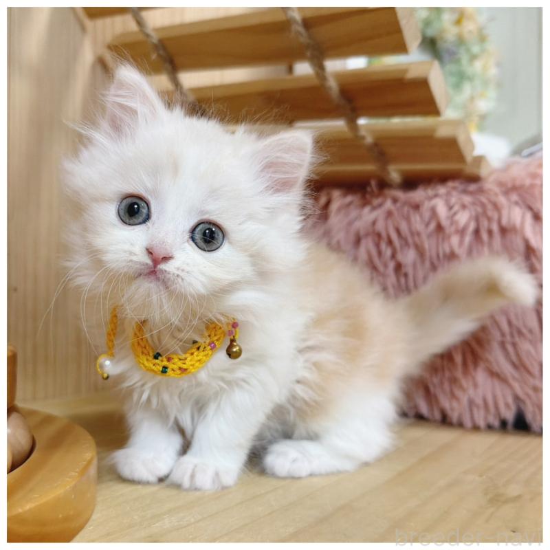 販売中の長野県のミヌエット-130528