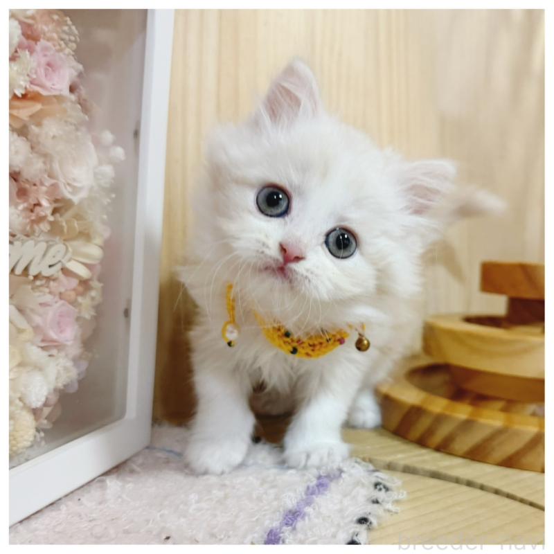 販売中の長野県のミヌエット-130528の3枚目