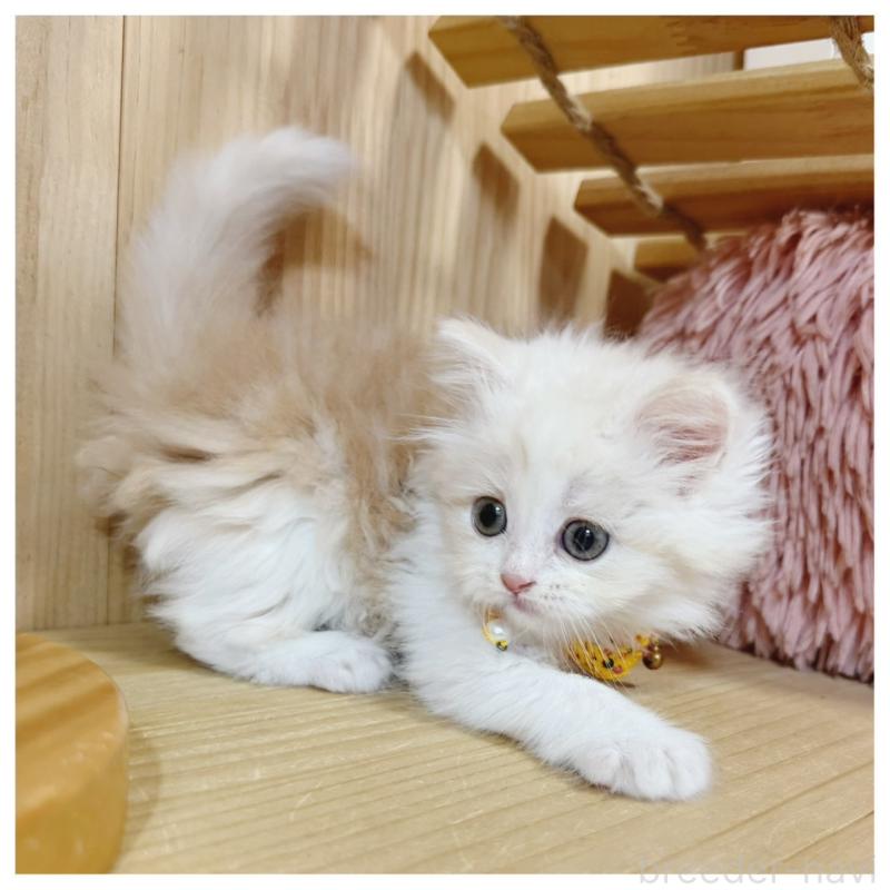 販売中の長野県のミヌエット-130528の2枚目