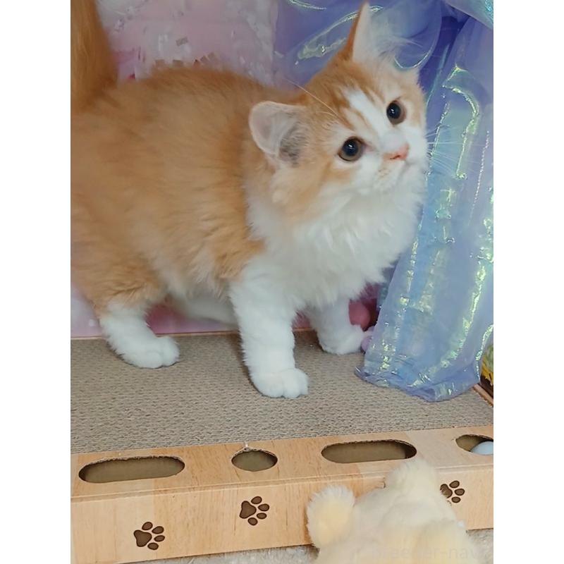 販売中の千葉県のマンチカン-130529の6枚目