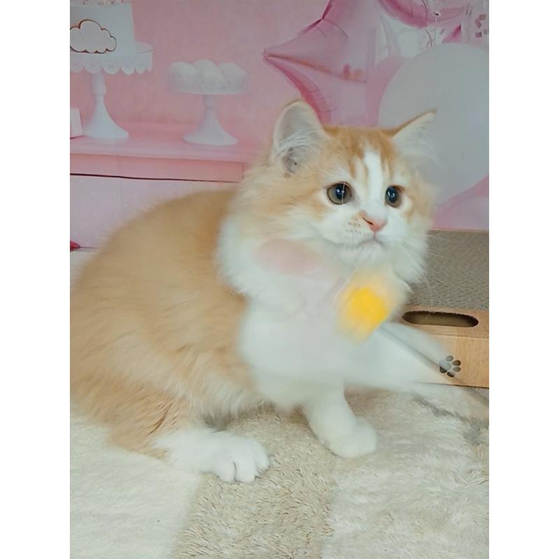 販売中の千葉県のマンチカン-130529の5枚目